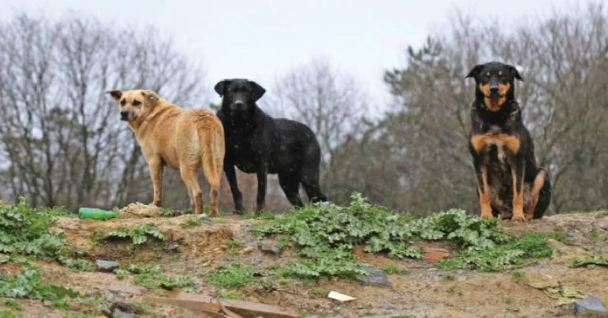 Ankara Valiliği’nden kuduz köpek açıklaması: ‘Yeri tespit edilen hayvanlar karantinaya alınmıştır’