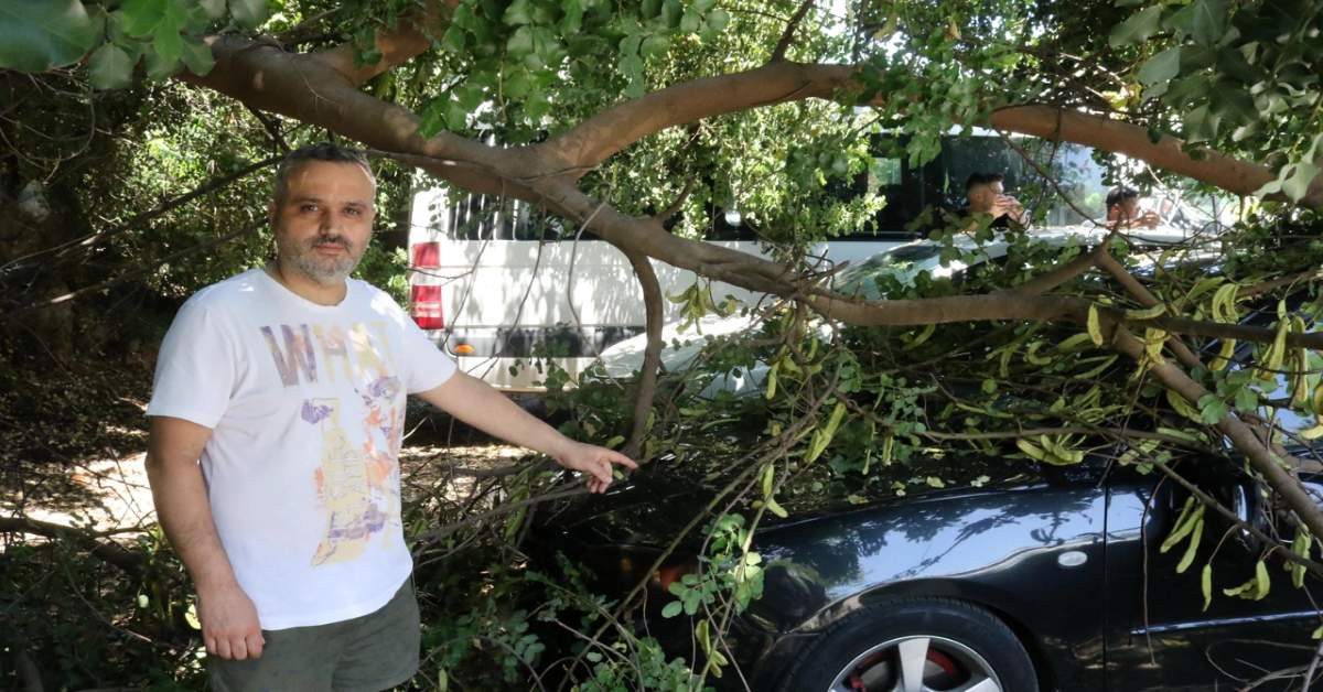 Antalya otomobile ağaç düştü