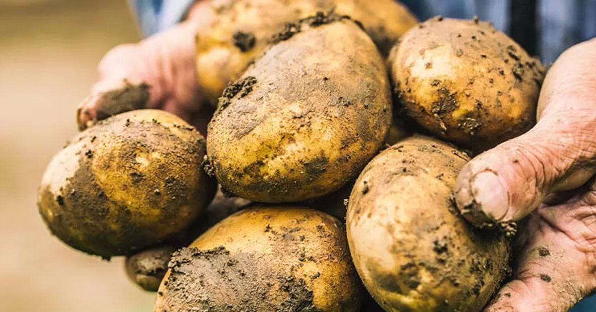Ayçiçek ve şeker krizinden sonra sıra patateste: 26 il karantinaya alındı!