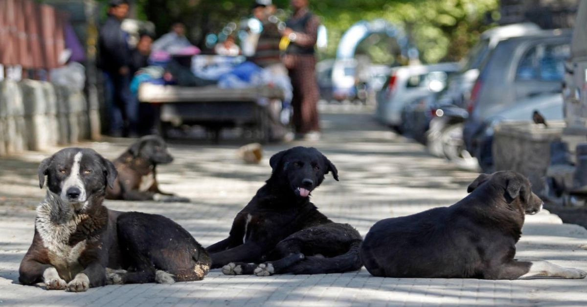 Başıboş köpek sorununa dikkat çeken çözüm: En az yüzde 70’i kısırlaştırılmalı