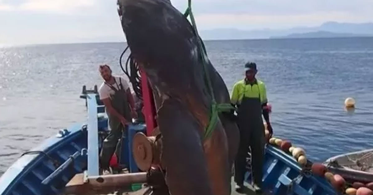 İspanya'da 2 tonluk balık yakalandı