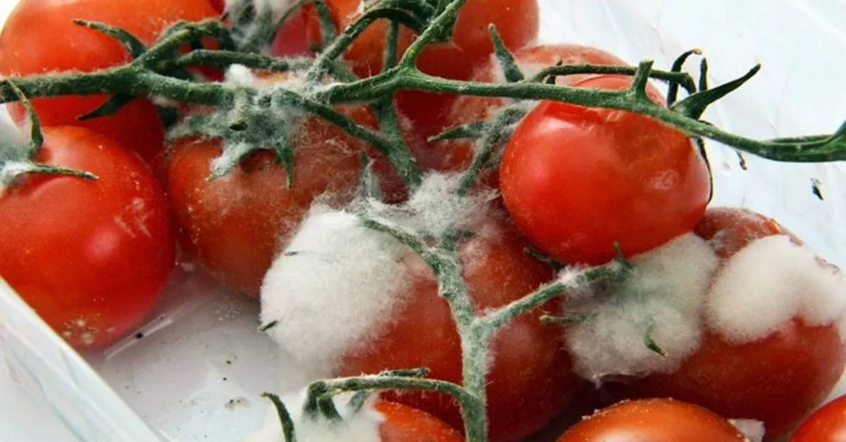 Çürük domatesin faydaları
