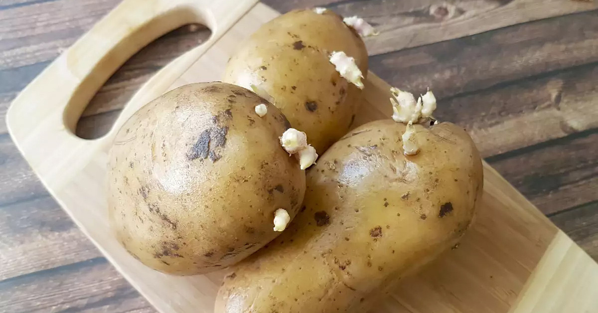 Filizlenen patates tüketilir mi?