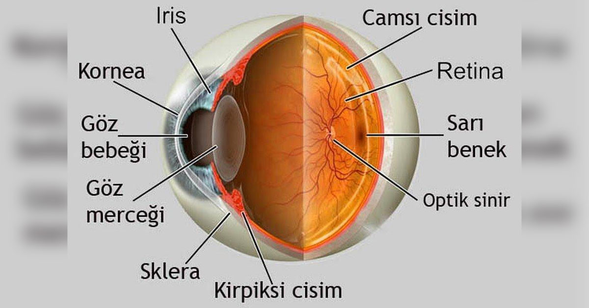 gözler insanların ne kadar ömrü kaldığını söylüyor