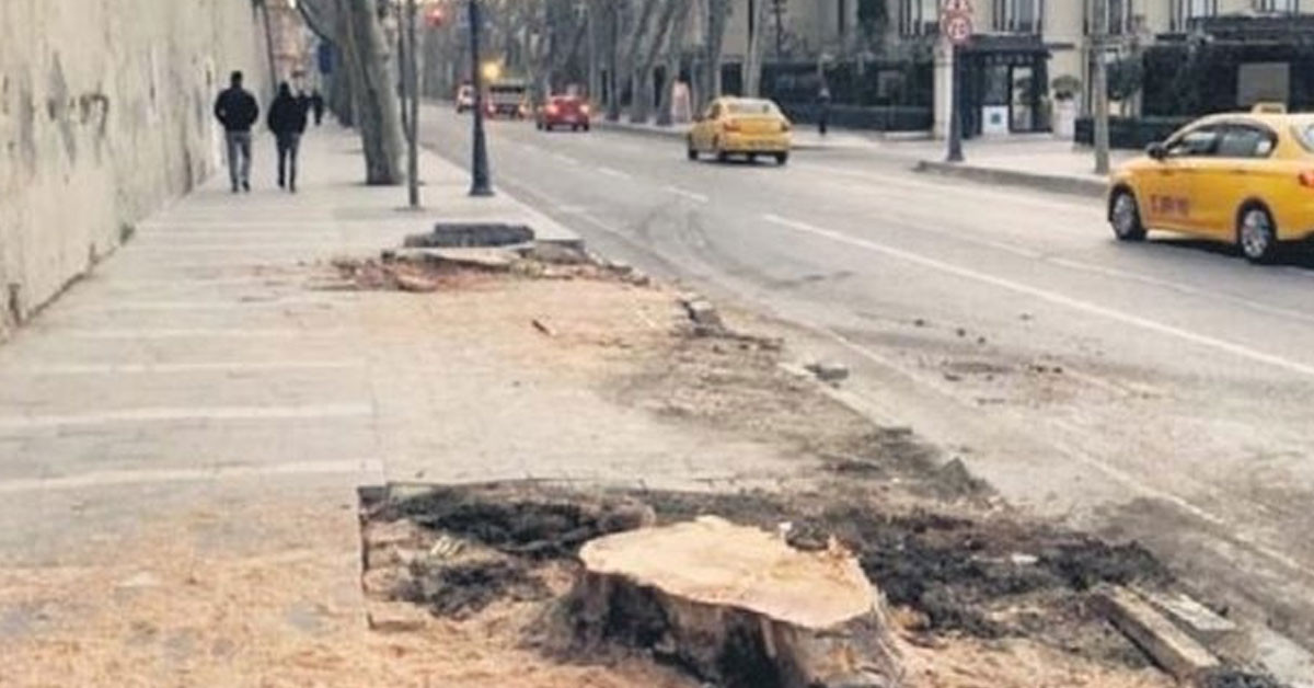 İBB’nin kestiği ağaçlarla ilgili pes artık dedirten iddia: Koca çınarlar şirketlerin kurbanı mı oldu?