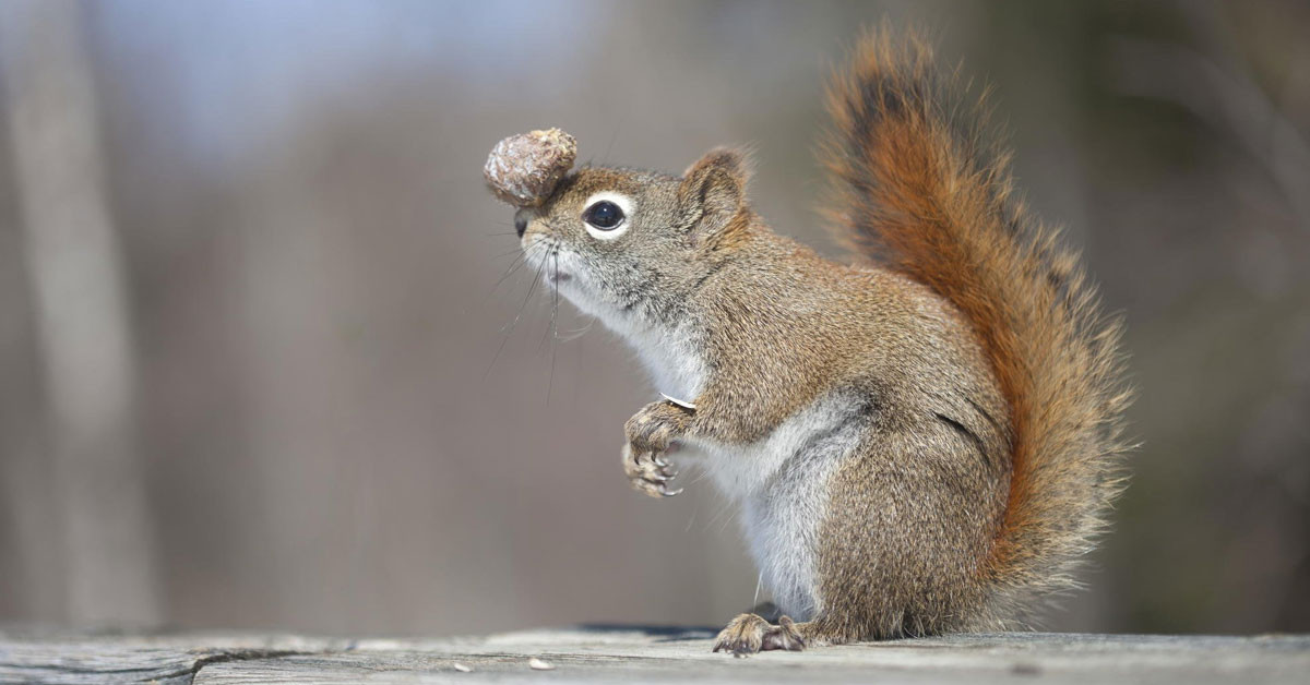 Squirrel Okunuşu