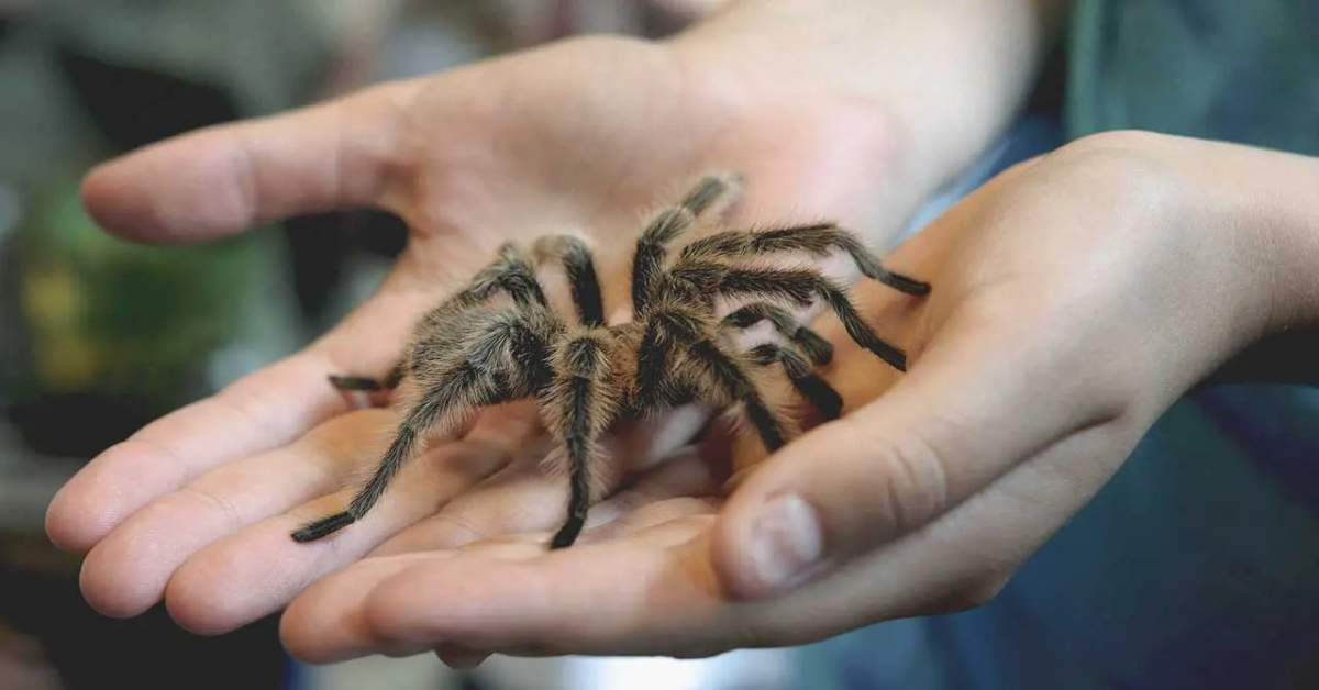 Kargodan Tarantula Çıktı