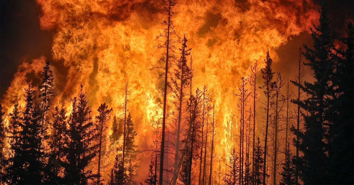 Kolombiya da çıkan orman yangınları