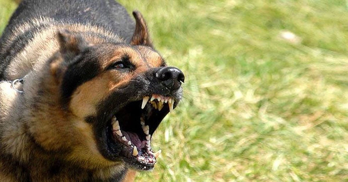 Köpeklerden korkanlar dikkat! Uzmanlar uyardı, saldırılardan zarar görmemek için yapılması gerekenler