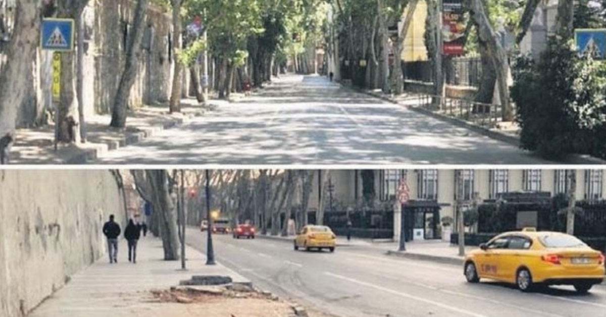 Beşiktaş Çırağan Caddesi'ndeki çınar ağaçları