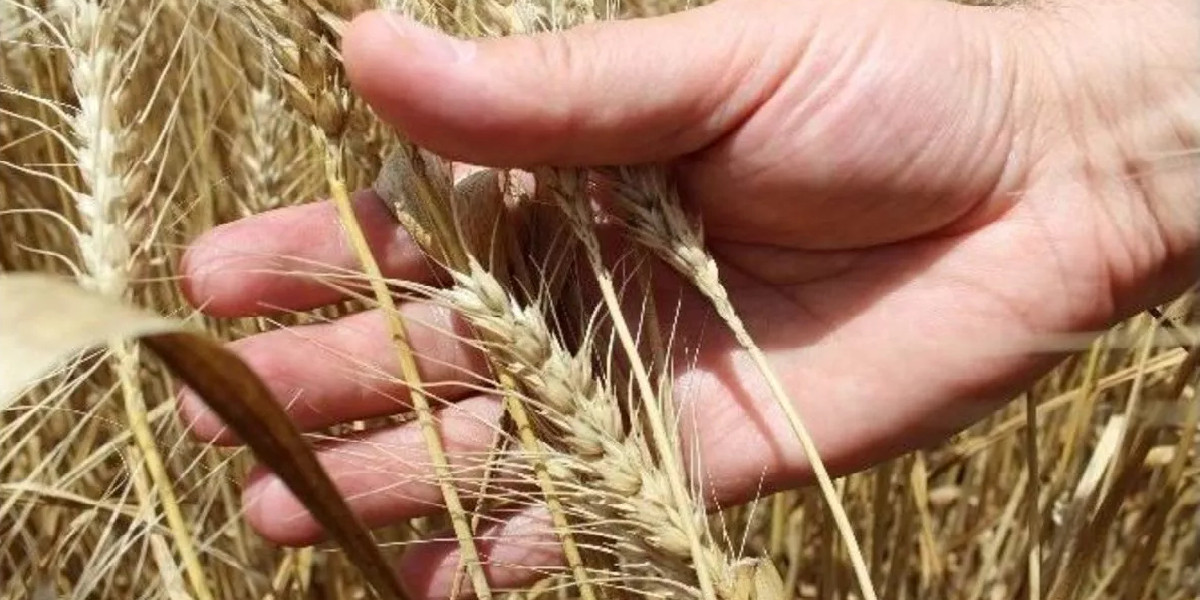 Malatya'da buğday ekimi