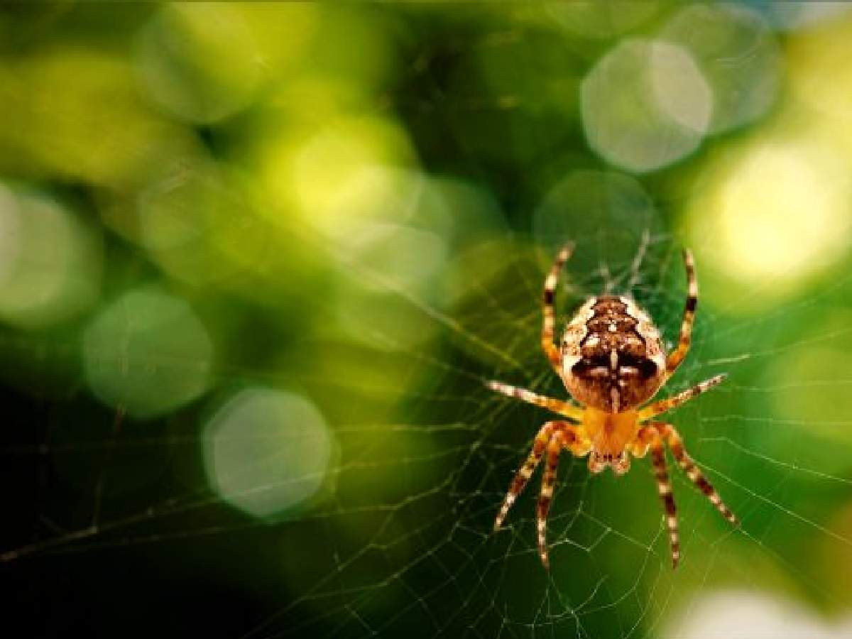 Rüyada örümcek görmek ne anlama geliyor? Psikolojik ve dini yorumu