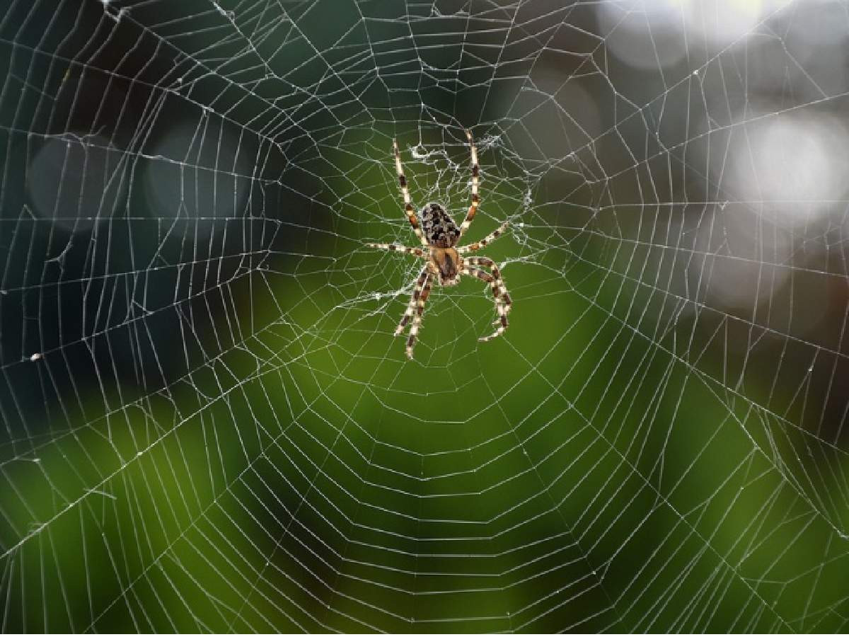rüyada örümcek görmenin anlamı