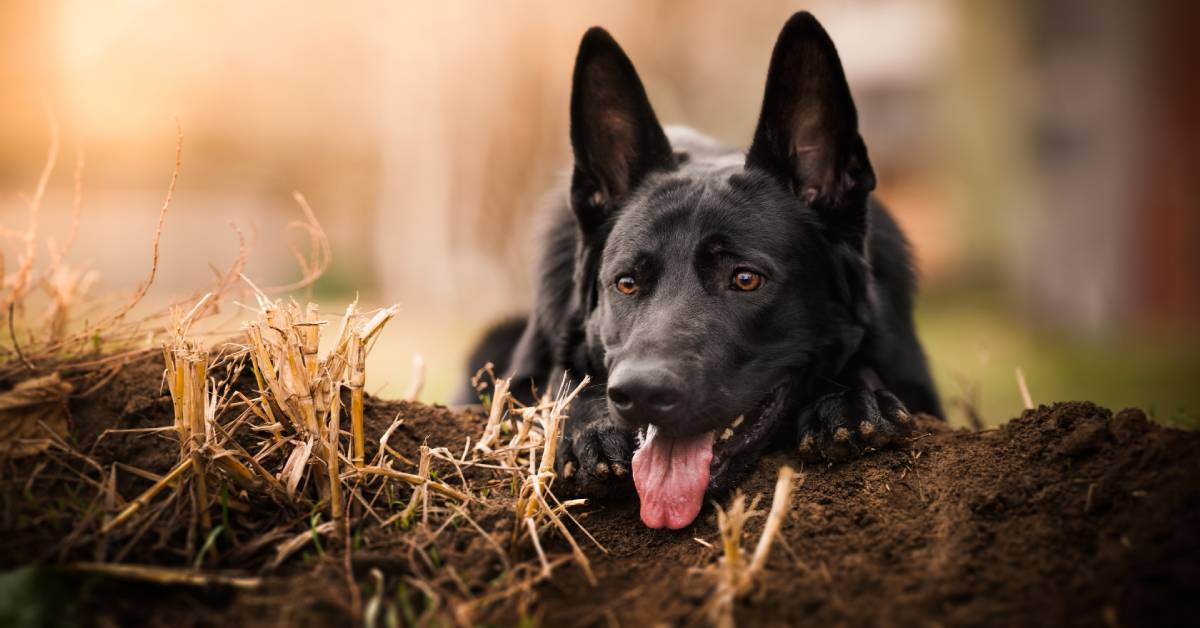 Rüyada siyah köpek görmek ne anlama gelir? Rüyada siyah köpek ısırması görmek neye işarettir? 2024 rüyada siyah köpek saldırması Diyanet