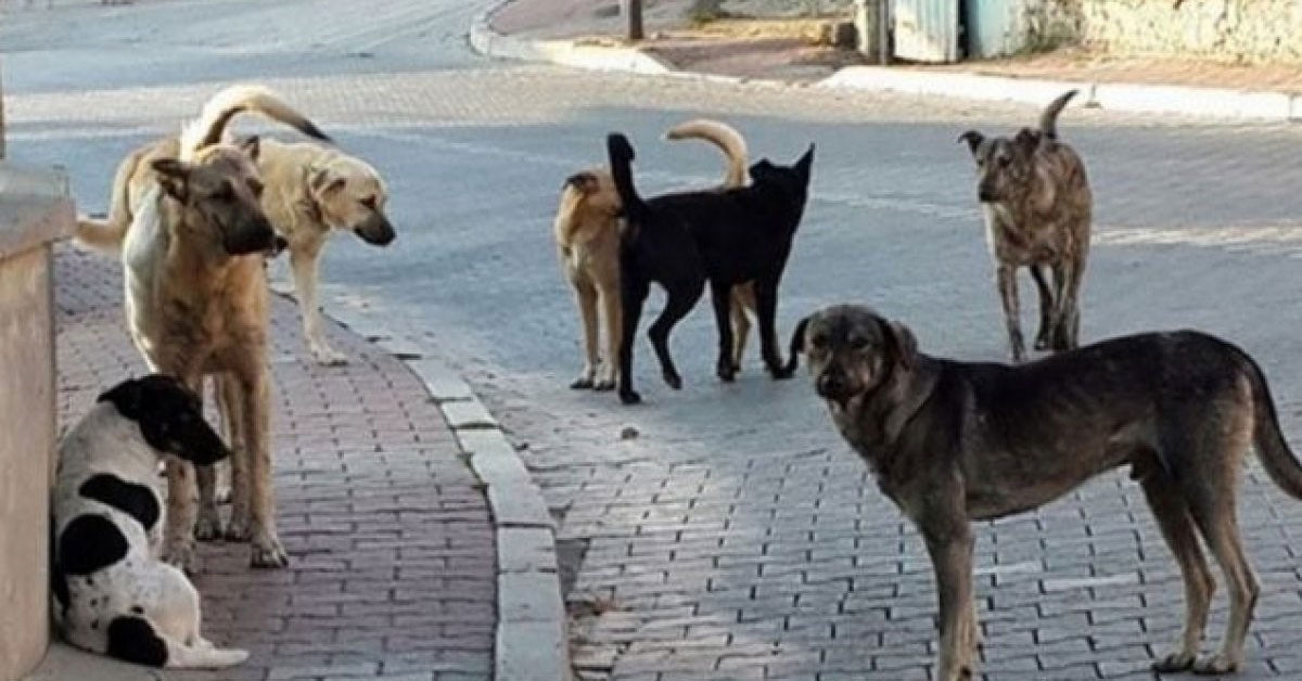 Sokakta başıboş bırakılan köpekler, küçük çocuklar için tehlike oluşturmaya devam ediyor. İstanbul Kartal’da ailesiyle komşularına giden 7 yaşındaki ikizler Yiğit ve Çağrı Demir, sokakta oyun oynadığı sırada saldırgan köpeklerin saldırısına uğradı. İkizlerden biri kötü bir şekilde yaralandı. İşte detaylar…