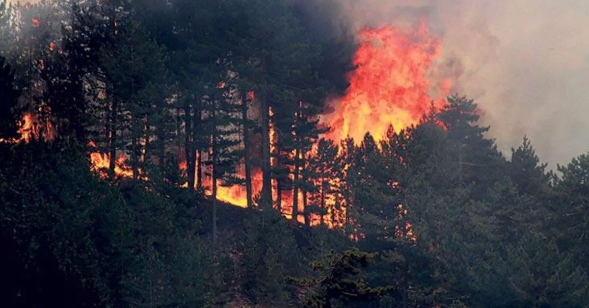 Son dakika: İzmir'de hareketli anlar! Orman yangınına müdahale ediliyor!