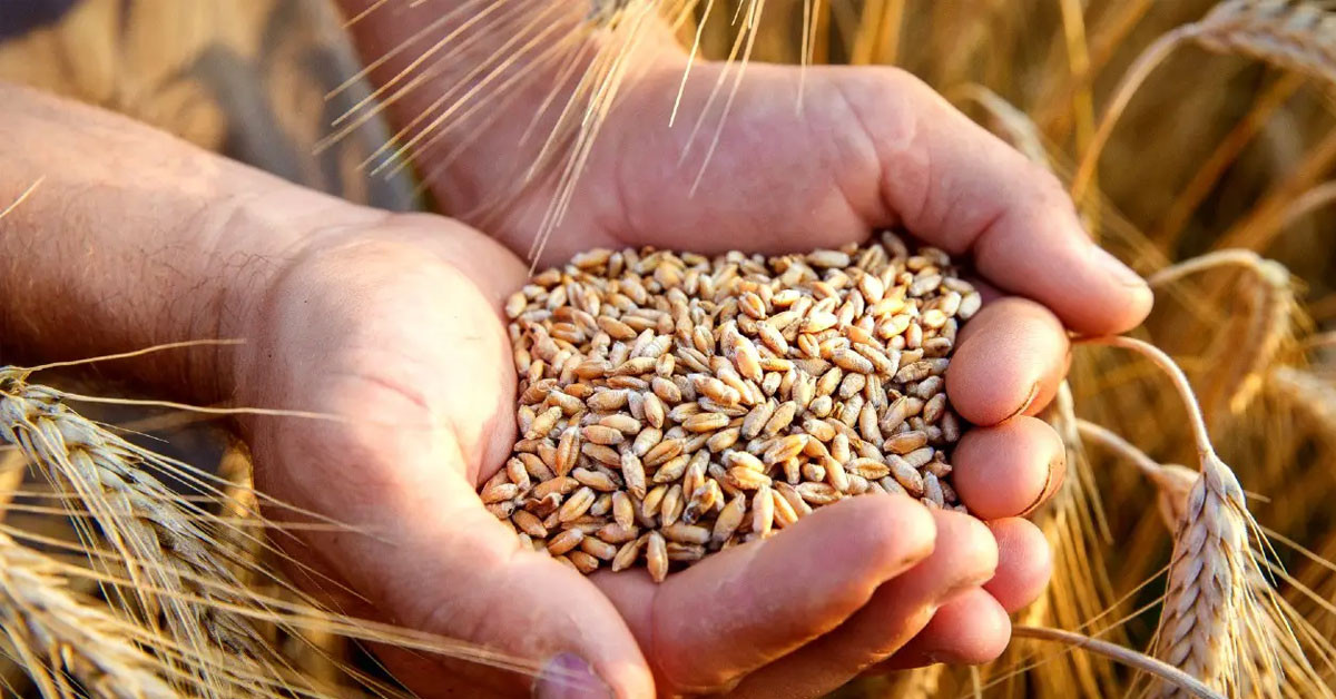 Tarım ve Orman Bakanlığı Hindistan'dan buğday ithal edildiğine dair iddialar hakkında açıklama yaptı!