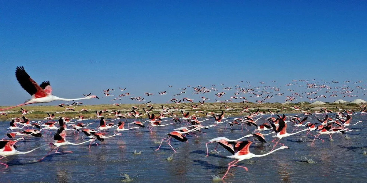 Tuz Gölü flamingo cennetine dönüştü