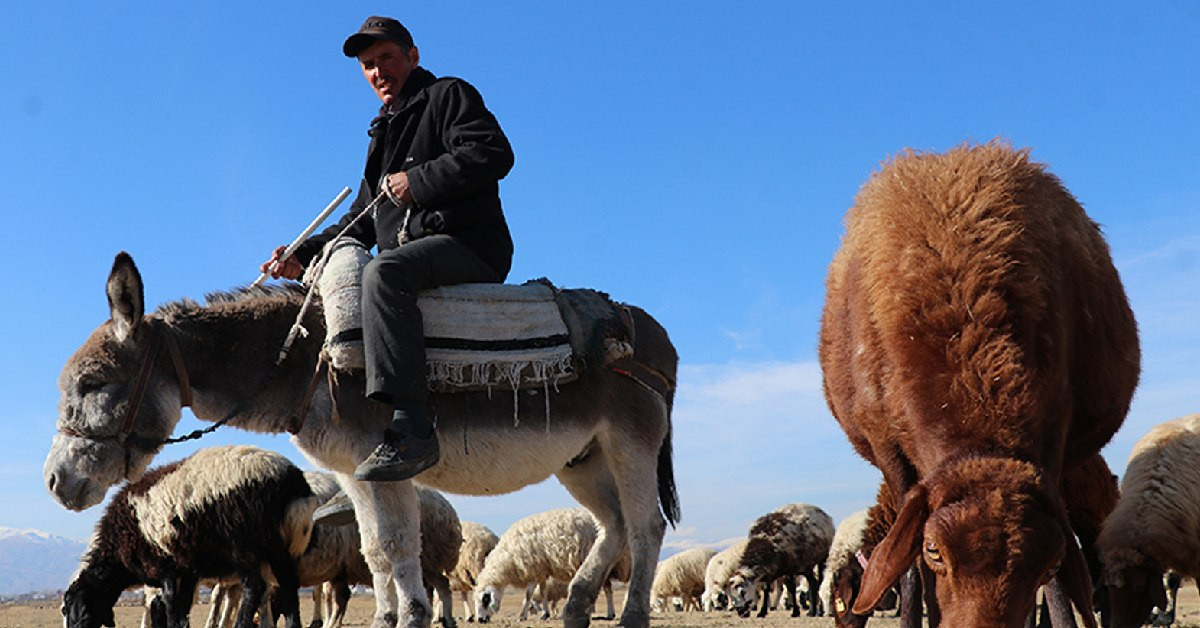 Üç bakanlık birden seferber oldu: 150 bin çoban aranıyor