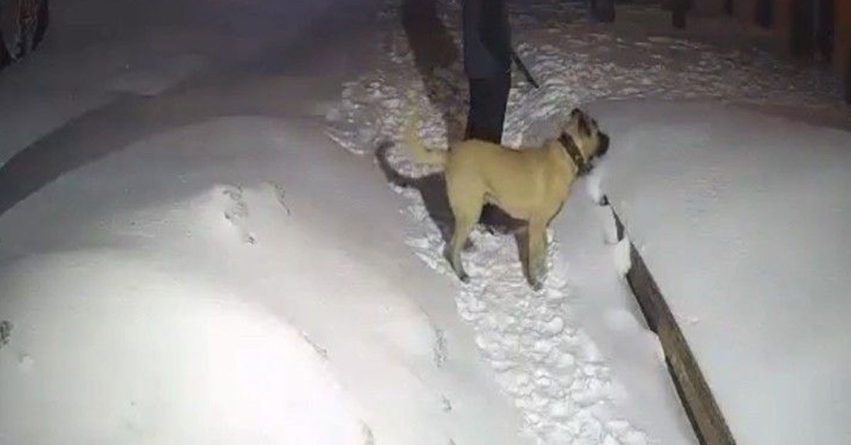 Uludağ'da korkutan anlar: Şehre inen ayı ile köpeğin boğuşması kamerada!