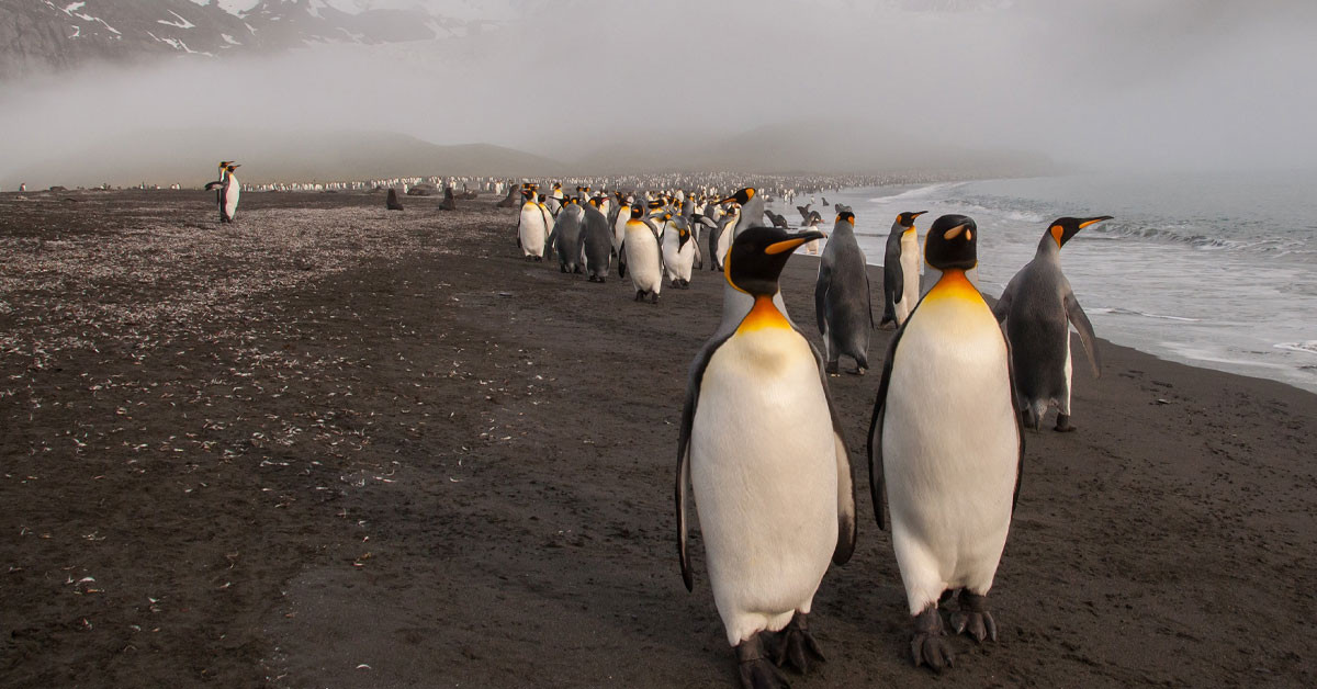 Yeni Keşfedilen penguen kolonisi