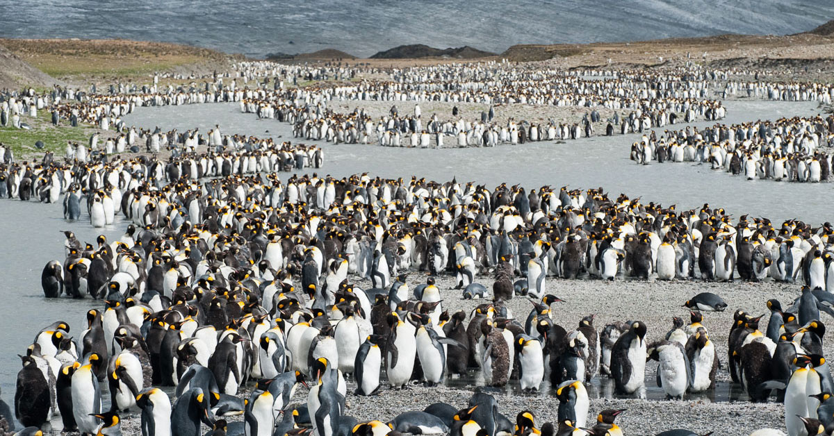 Yeni keşfedilen penguen kolonisi