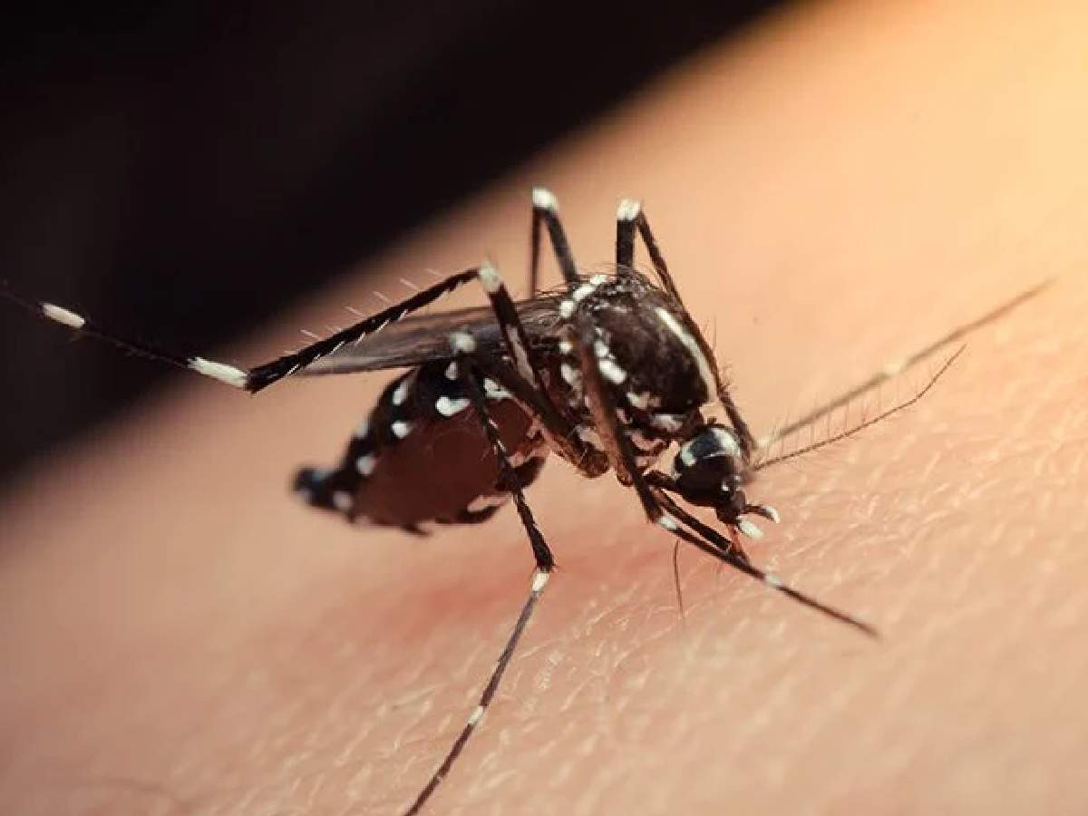 Zika virüsü nedir, nasıl bulaşır?