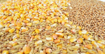 Bugün hububat fiyatları ne kadar? 26 Mart 2024 buğday, arpa ve mısır fiyatı kaç TL? Yerel seçim öncesi hububat fiyatları açıklandı