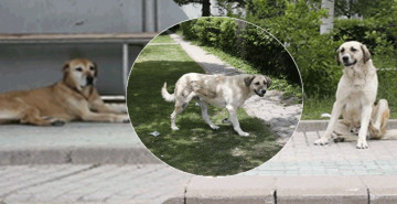 Eskişehir’de sahipsiz köpek tedirginliği: Vatandaşlar sokağa çıkarken korku içinde kalıyor