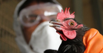 H5N2 nedir, belirtileri nelerdir? Kuş gribi nasıl bulaşır ve ne zaman ortaya çıktı?