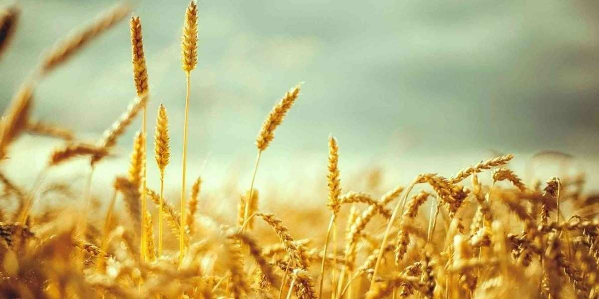 2022 Arpa Buğday Alım Fiyatları