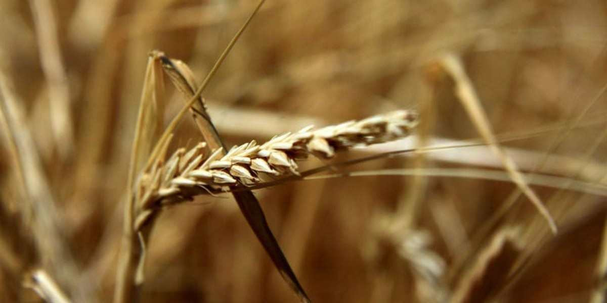 2022 Buğday alım fiyatları