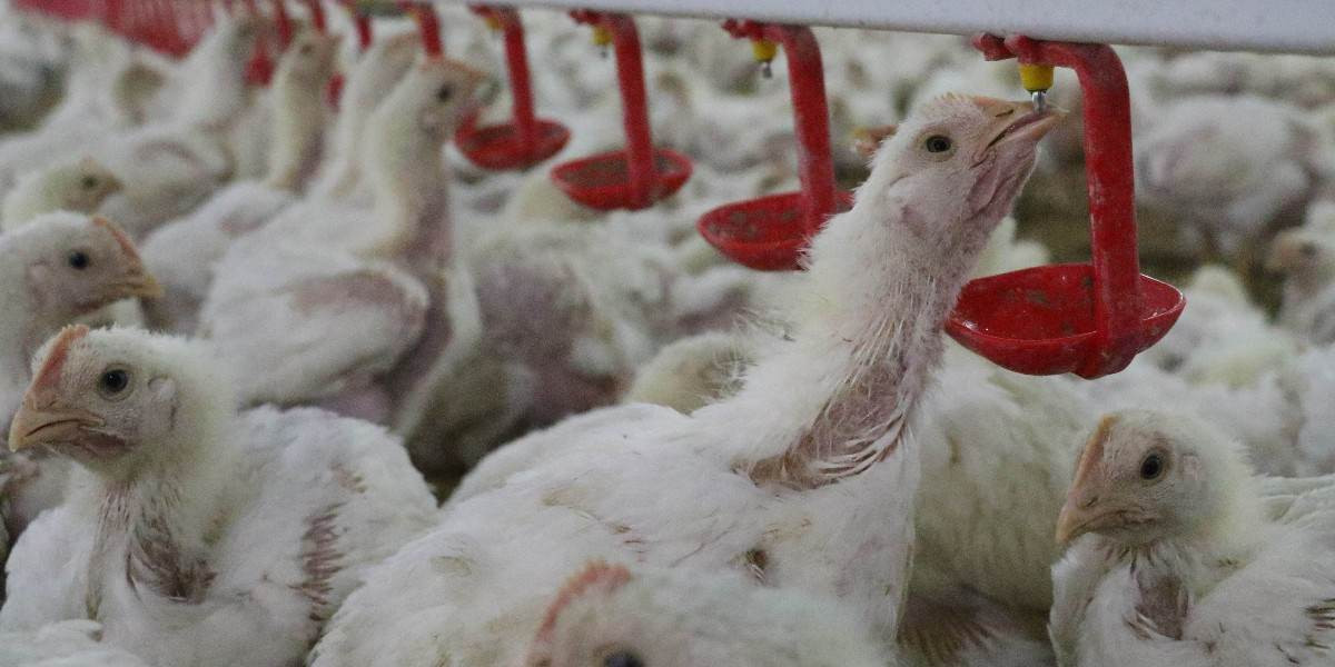 2022 Tavuk Çiftliği Maliyetleri