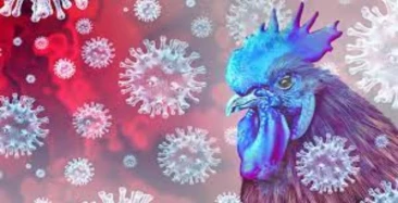DSÖ,  kuş gribi virüsü nedeniyle ilk ölümcül vakayı doğruladı