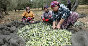 Zeytin Üreticileri Yağmur Heyecanı Yaşıyor