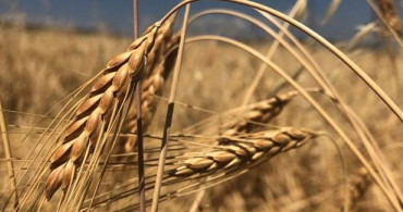13 Bin Yıllık Kavılca Buğdayının Hasadı Başladı! Gluten Oranı Normal Buğdaydan Daha Düşük 