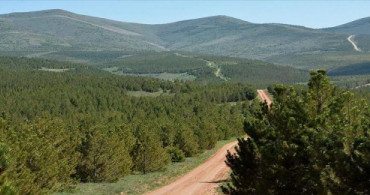 Orman Genel Müdürlüğü: '20 Milyon Fidan Dikildi'