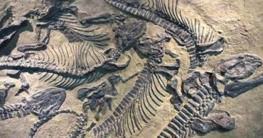 70 Milyon Senelik Dinozor Kalıntıları Keşfedildi