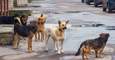 Adana’da 3 Yıl Önce Almila’ya Saldıran Köpek Davasında Flaş Karar: Ceza Sahibe Değil Bakana Verildi!