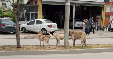 Adana'da korkunç köpek saldırısı! Yetersiz önlemler bir can daha aldı