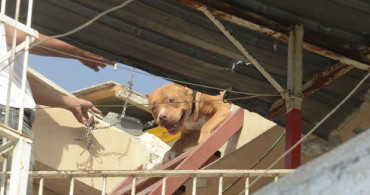 Adana'da Pitbull Operasyonu: 2 Köpeğe El Kondu