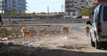 Ağrı'da sokağa bırakılan başıboş köpekler yine bir can aldı! Daha 2 yaşında olan bir çocuk yaşamını yitirdi!