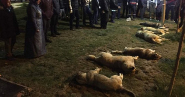 Ankara'da 16 Köpeği Zehirlediği İddia Edilen 3 Şüpheli Serbest Bırakıldı