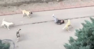 Ankara'da başıboş köpek faciası: Yolda yürüyen çocuğa 6 köpek saldırdı