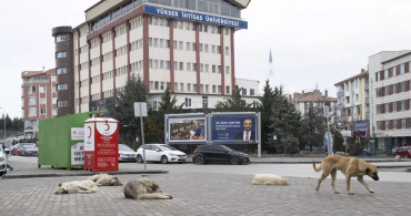 Ankara'da köpek dehşeti: Çocuğu ağır yaraladılar! Mahalle sakinleri isyan etti