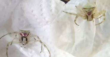 Antalya’da insan yüzlü örümcek dehşeti: İnsan bakınca ürperiyor