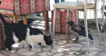 Antalya'da Kedi Gibi Miyavlamayı Öğrenen Karga Hayrete Düşürdü