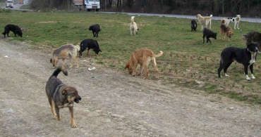 Artvin'de başıboş sokak köpek dehşeti: Küçük çocukların olduğu okulun bahçesini istila ettiler!