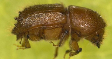Artvin’de Böcekler 700 Hektarlık Ormanın Kurumasına Yol Açtı