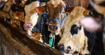 Bakan Pakdemirli Açıkladı: Satılamayan Kurbanlıkları Et Ve Süt Kurumu Satın Alacak!